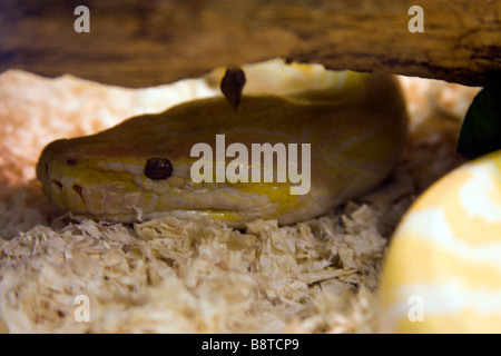 Nahaufnahme des Kopfes große gelbe Schlange. Boa. Stockfoto