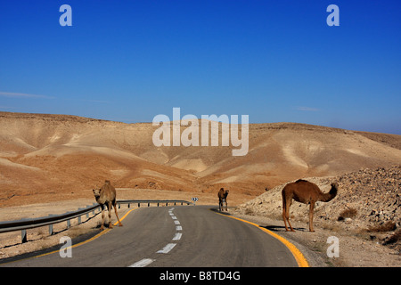 Israel Judäa Wüste Landschaft Kamele Fragen, am Straßenrand Stockfoto