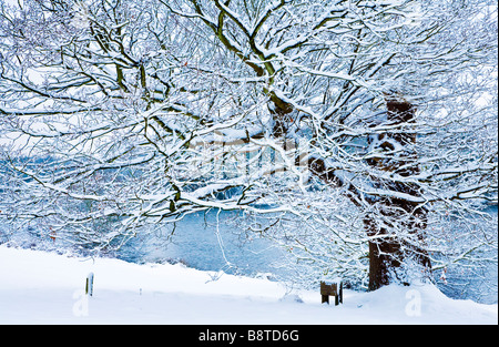 Ein Schnee bedeckten Baum am See bei Coate Wasser Land Park Swindon Wiltshire England UK Stockfoto