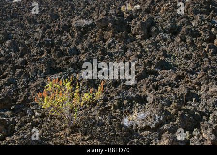 Teufel Homestead fließen von Lava an der Lava Betten Nationaldenkmal Kalifornien USA Stockfoto