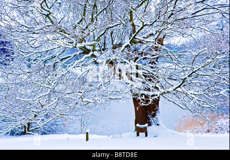 Ein Schnee bedeckten Baum am See bei Coate Wasser Land Park Swindon Wiltshire England UK Stockfoto