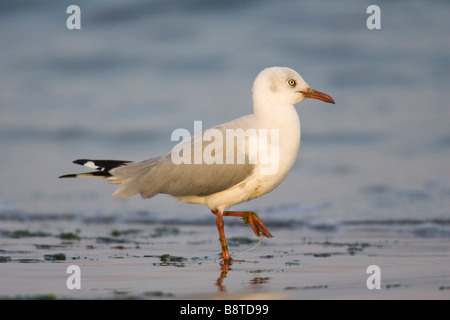 Grey-headed Gull (Larus Cirrocephalus Poiocephalus) zu Fuß auf tideline Stockfoto