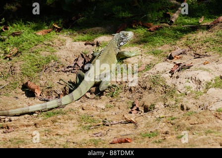 Grüner Leguan, Iguana Iguana, LLANOS-Venezuela-Südamerika-Amerika Stockfoto