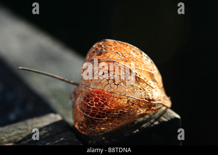 Physalis Alkekengi Lampion Samen skelettiert. Stockfoto