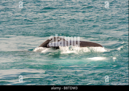 Ende einer Southern Right Whale Stockfoto