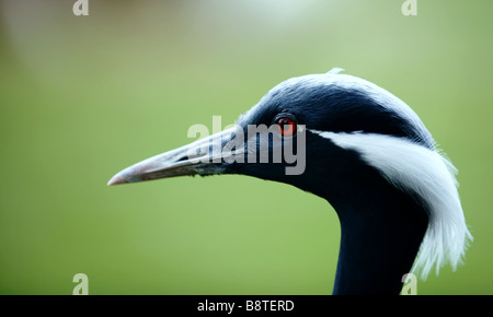 Demoiselle Kran Kopfschuss nach links Stockfoto