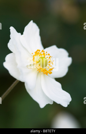 ANEMONE X HYBRIDA HONORINE JOBERT WINDFLOWER Stockfoto