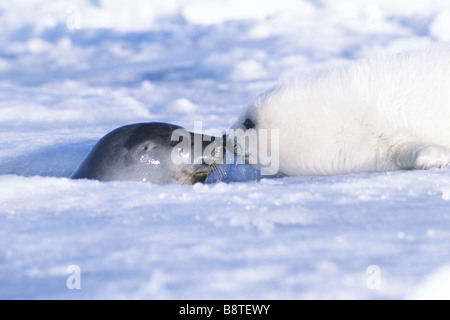 Grönlandrobbe (Phoca Groenlandica, Pagophilus Groenlandicus), pup mit Mutter, Kanada, Quebec, Îles-de-la-Madeleine Stockfoto