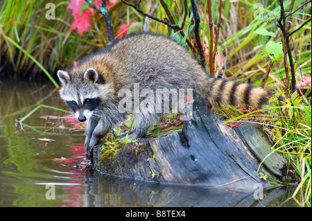 Waschbär, Minnesota Stockfoto