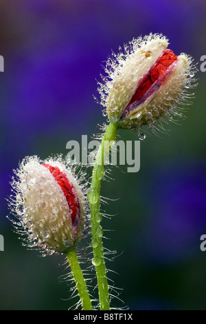 gemeinsamen Mohn, Klatschmohn, roter Mohn (Papaver Rhoeas), Knospen mit Tautropfen, Deutschland, Niedersachsen Stockfoto