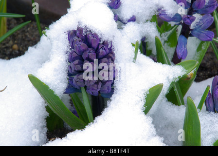 Hyazinthe Im Schnee Hyazinthe im Schnee 01 Stockfoto