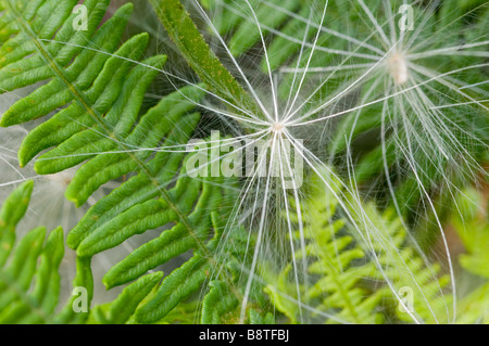 Samen der Kratzdistel, Cirsium Vulgare, auch bekannt als Thistledown oder Gossamer, England. Stockfoto