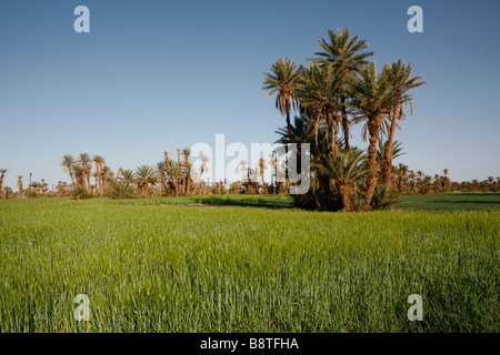 Landwirtschaft und Datum Bäume in der Oase von Mhamid (Marokko). Stockfoto