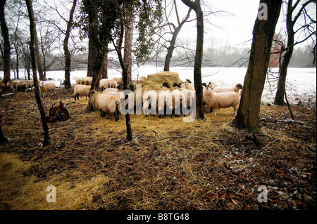 Eine Herde Schafe Essen Heu und Stroh Stockfoto