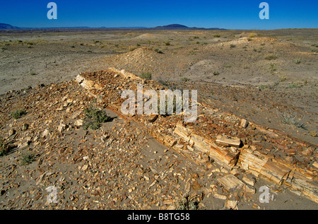 Versteinerte Log aus Chinle-Formation in der Painted Desert Navajo Nation in der Nähe von Cameron Arizona erodieren Stockfoto