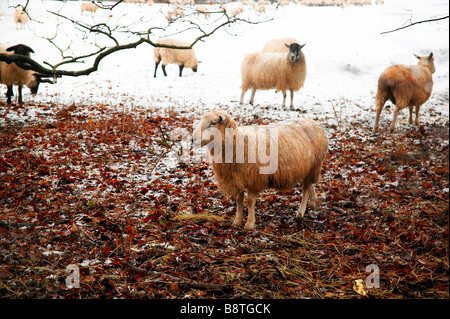 Eine Herde Schafe Essen Heu und Stroh Stockfoto