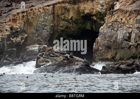 Südamerikanischen Seelöwen, Otaria Flavescens, Palomino-Inseln, Inseln Callao, Lima, Peru, Südamerika Stockfoto