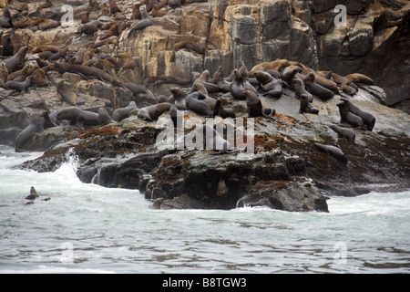 Südamerikanischen Seelöwen, Otaria Flavescens, Palomino-Inseln, Inseln Callao, Lima, Peru, Südamerika Stockfoto