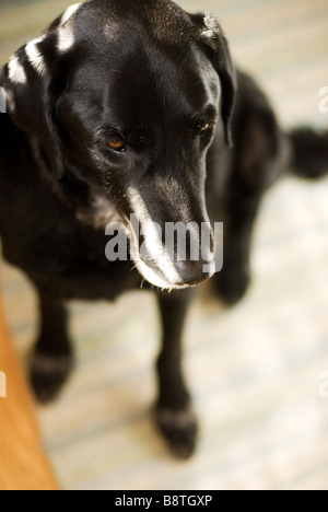 schwarzer Labrador sitzend Stockfoto