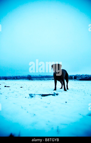 Ein schwarzer Labrador mit einem Stock im Schnee spielen Stockfoto