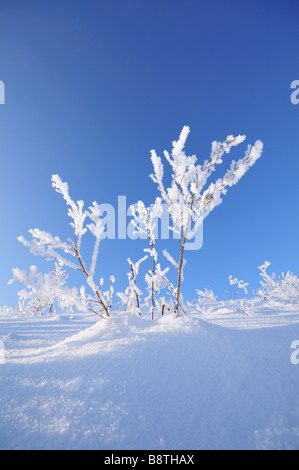 Schnee und Frost bedeckt Unkraut Stockfoto
