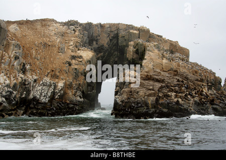 Südamerikanische Sealions, peruanische Boobies und Inka-Ternen, Palomino Island, Callao Islands, Lima, Peru, Südamerika Stockfoto