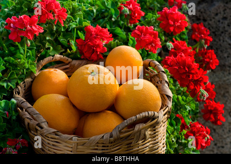 Orangen Ernte Warenkorb frisch gepflückte Spanische Orangen im rustikalen Weidenkorb mit Sunny Red pelargonium Blumen hinter Spanien Stockfoto