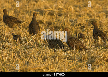 Rebhuhn (Perdix Perdix), Gruppe mit Küken, Nahrungssuche in einem Stoppelfeld, Deutschland Stockfoto