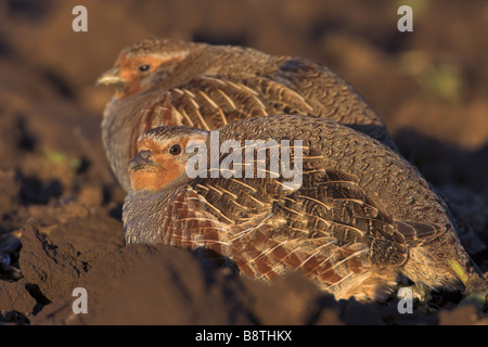 graues Rebhuhn (Perdix Perdix), zwei Hennen ruhen auf einem mehrere Hektar großen, Deutschland Stockfoto