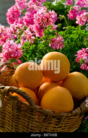 Spanische Orangen geerntet Frisch gepflückte Spanische Orangen in Garden Grove Weidenkorb mit sonnigen pelargonium Blumen hinter Teneriffa Spanien Stockfoto