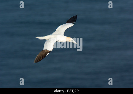 Tölpel, Morus Bassanus, fliegen über der Nordsee in der Nähe von Troup Head, Aberdeenshire. Stockfoto