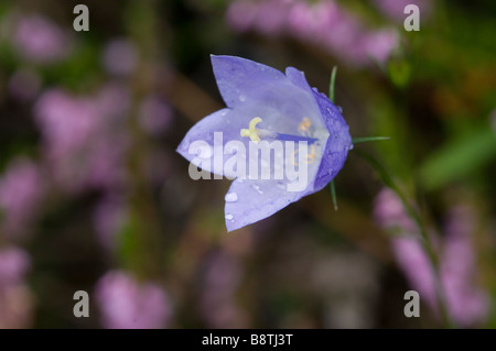 Gemeinsamen Glockenblume oder schottische Glockenblume, Campanula Rotundifolia, wächst in den Cairngorms, Schottland. Stockfoto