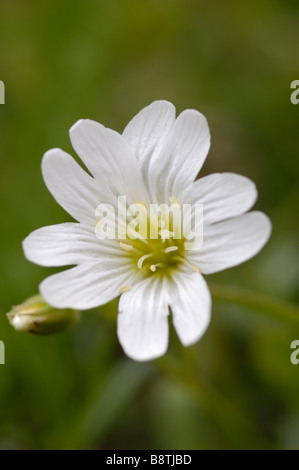 Feldmaus-Ohr, auch bekannt als Feld Stitchwort, Cerastium Arvense, Wildblumen, Ötztal-Tal, Tirol, Österreich Stockfoto