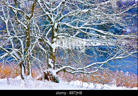 Ein Schnee bedeckten Baum am See bei Coate Wasser Land Park Swindon Wiltshire England UK Stockfoto