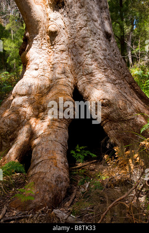 Red Tingle Tree Eukalyptus Jackson im Tal der Riesen-WA Stockfoto