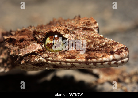 Nördlichen Blatt-tailed Gecko (Phyllurus Cornutus) Stockfoto