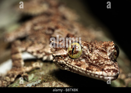 Nördlichen Blatt-tailed Gecko (Phyllurus Cornutus) Stockfoto