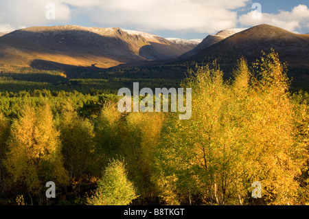 Den Lairig Ghru Pass gesehen über Rothiemurchus Forest in den Cairngorms, Schottland, mit Birken, Betula sp, vorne Stockfoto