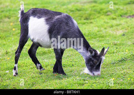 Eine Hausziege grasen auf einer Weide im Sommer, Schottisches Hochland. Stockfoto