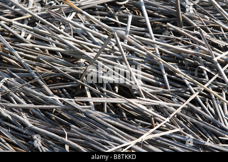 Tote Blätter Stockfoto