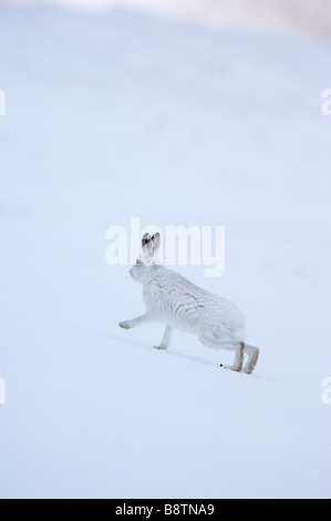 Schneehase Lepus Timidus, in weißen Wintermantel, quer über ein Schneefeld in der Cairngorms, Schottland. Stockfoto