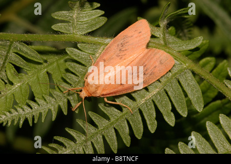 Rosig Lackei Motte Miltochrista Miniata Arctiidae auf Bracken UK ungestellte Aufnahme Stockfoto