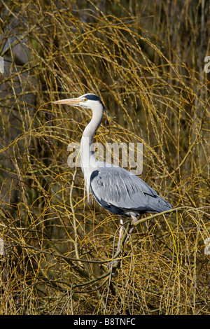 Graureiher Ardea Cinerea steh in Weide Stockfoto