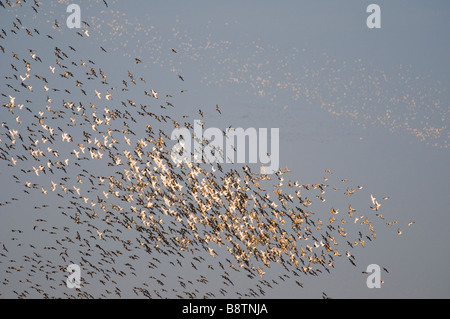 Herde von roten Knoten im Flug bei Snettisham Rspb reserve Stockfoto