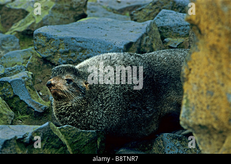 NÖRDLICHEN FUR SEAL PRIBILOF ISLAND, VEREINIGTE STAATEN VON AMERIKA Stockfoto