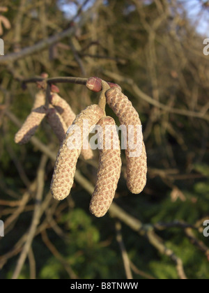 Riese Hasel (Corylus Maxima 'Purpurea', Corylus Maxima Purpurea), männliche Kätzchen im Keim zu ersticken Stockfoto