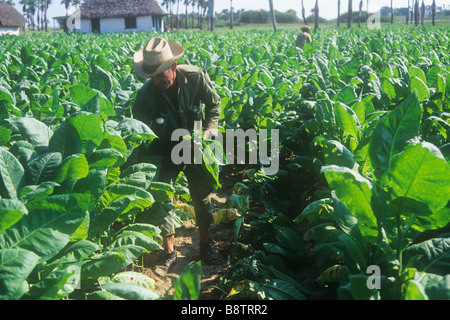 Ein Tabak-Bauer auf seinem Gebiet in Kuba Stockfoto