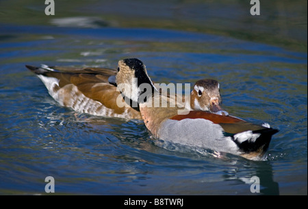 Zwei Flussregenpfeifer-Teal (Callonetta Leucophrys) umwerben, WWT London Stockfoto