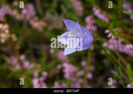 Gemeinsamen Glockenblume oder schottische Glockenblume, Campanula Rotundifolia, wächst in den Cairngorms, Schottland. Stockfoto