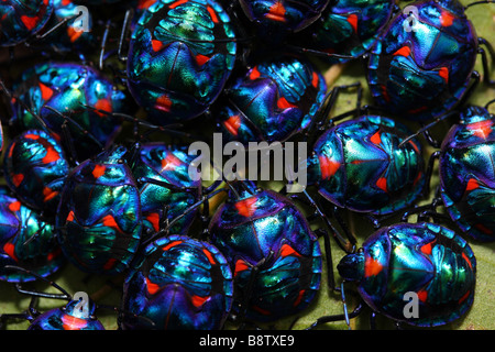 Baumwolle-Harlekin-Bugs oder Harlekin Käfer Nymphen auf einen Baum, Hibiskus Stockfoto